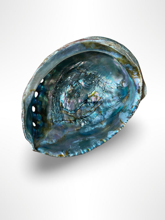 Abalone Shell Holder