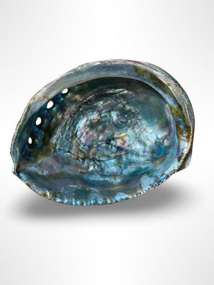 Abalone Shell Holder