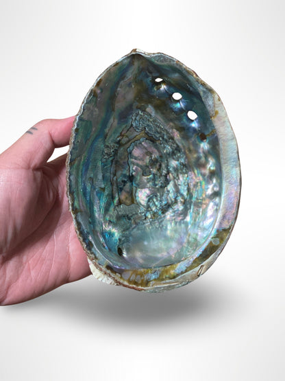 Abalone Shell Holder