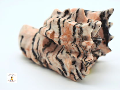 Pink Zebra Jasper Dragon Head